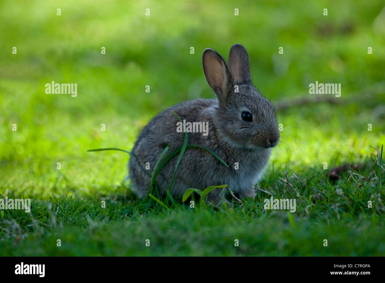 Independant oryctolagus rabbit rabbits young vegetarian weaned wild