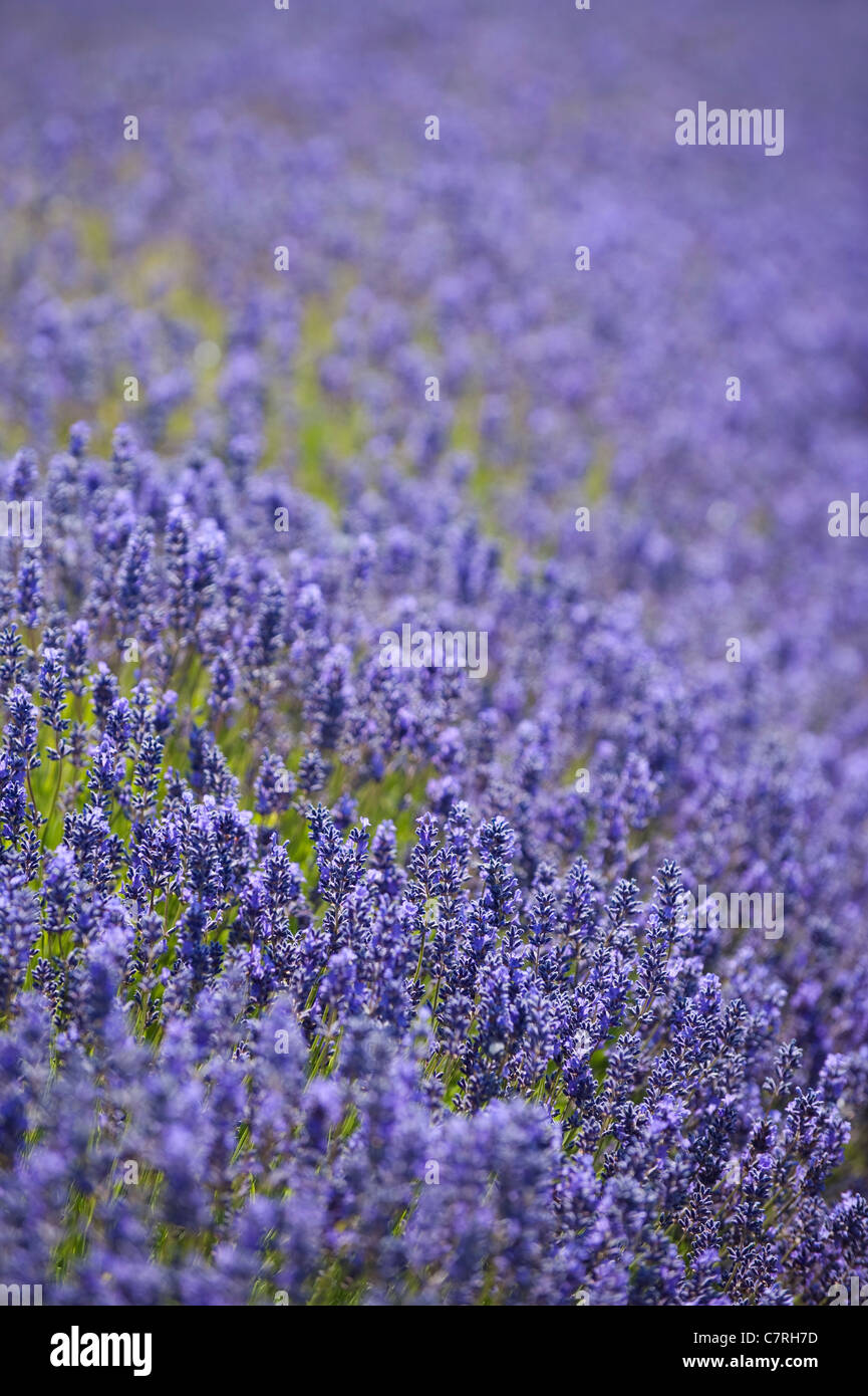 Lavender, Lavandula x intermedia ‘Grosso’, in flower Stock Photo