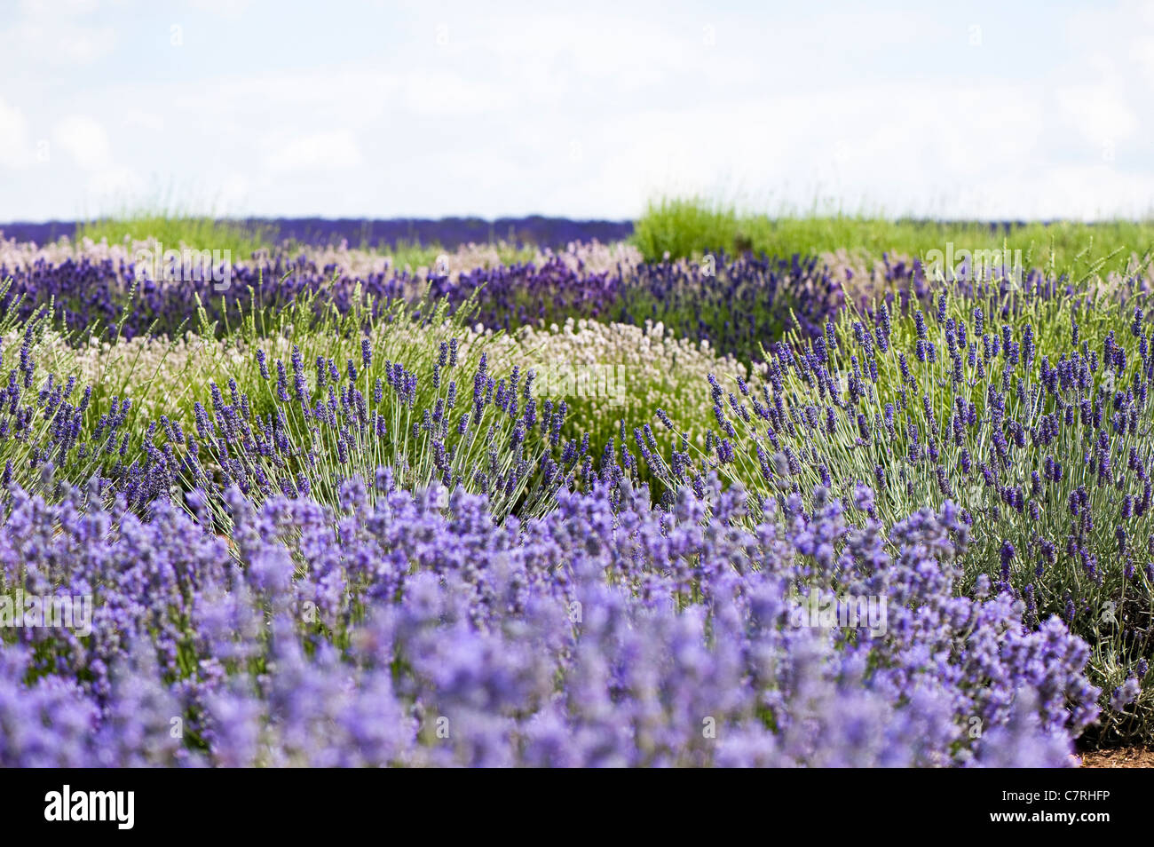 Field of mixed Lavenders, Lavandula angustifolia', at Snowshill Lavender Farm, Worcestershire, England, United Kingdom Stock Photo