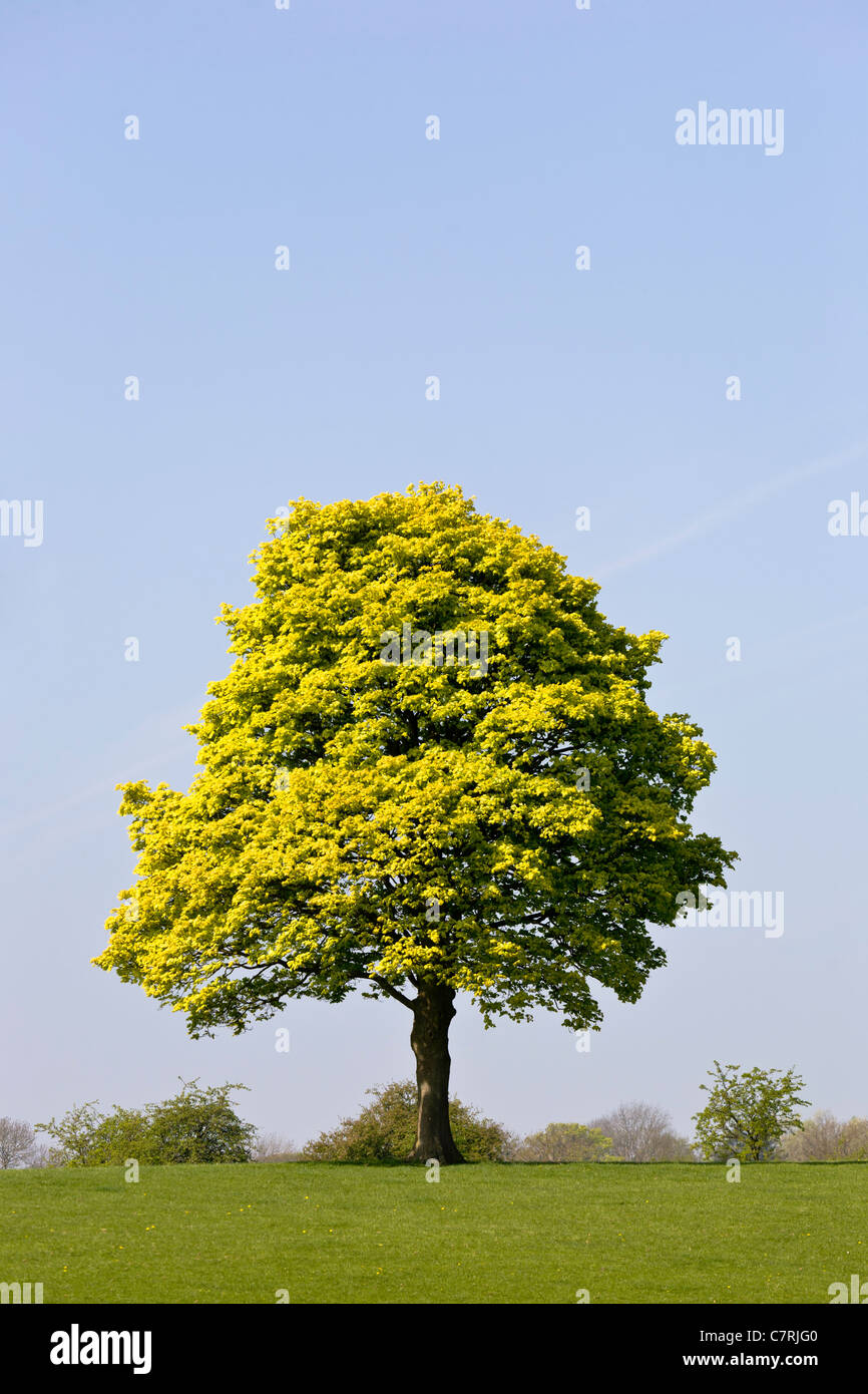 Single tree, Derbyshire, England, UK Stock Photo - Alamy