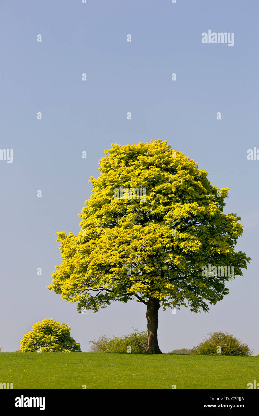 Single tree, Derbyshire, England, UK Stock Photo - Alamy