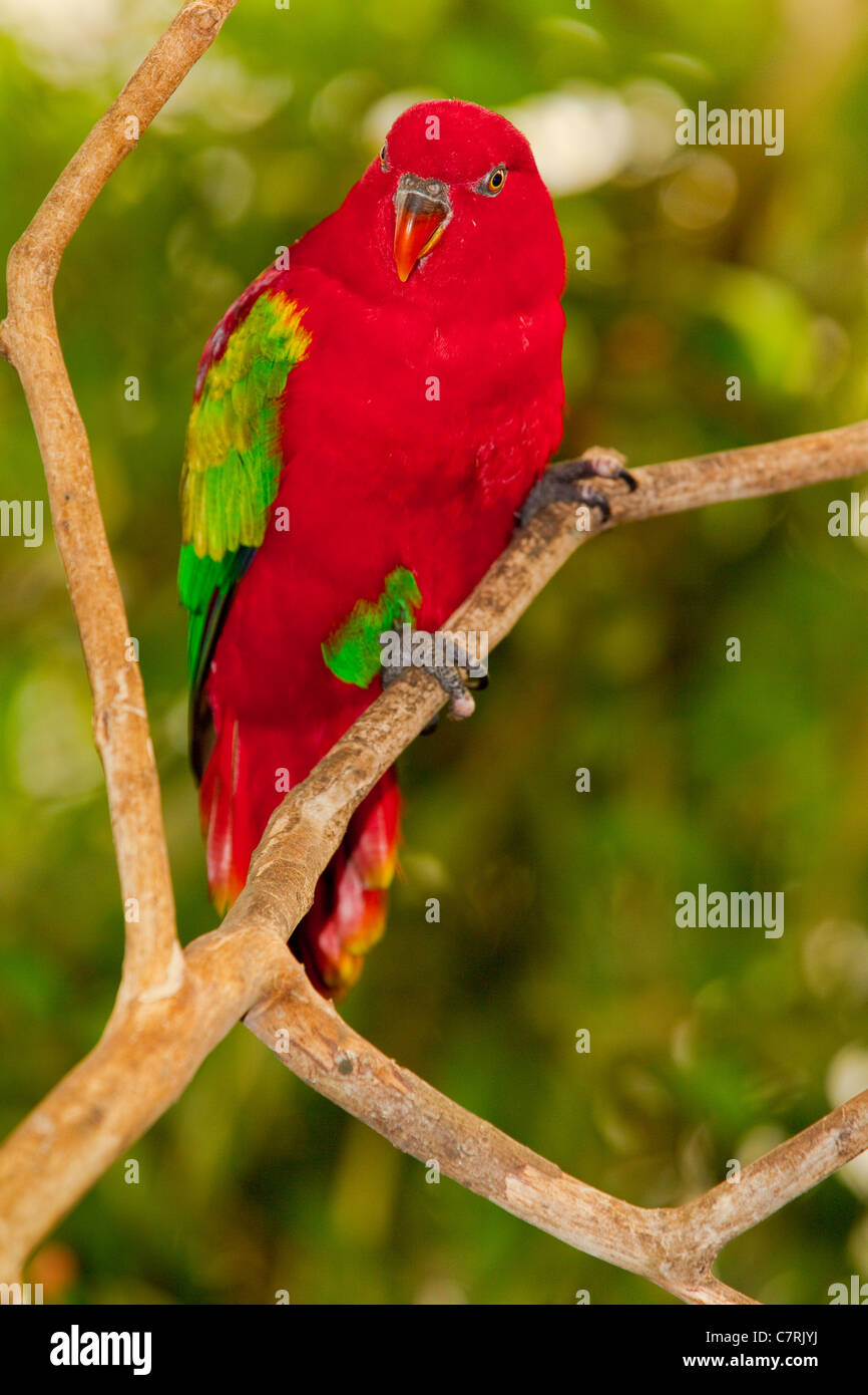 Chattering Lory, ( Lorius garrulus Stock Photo - Alamy