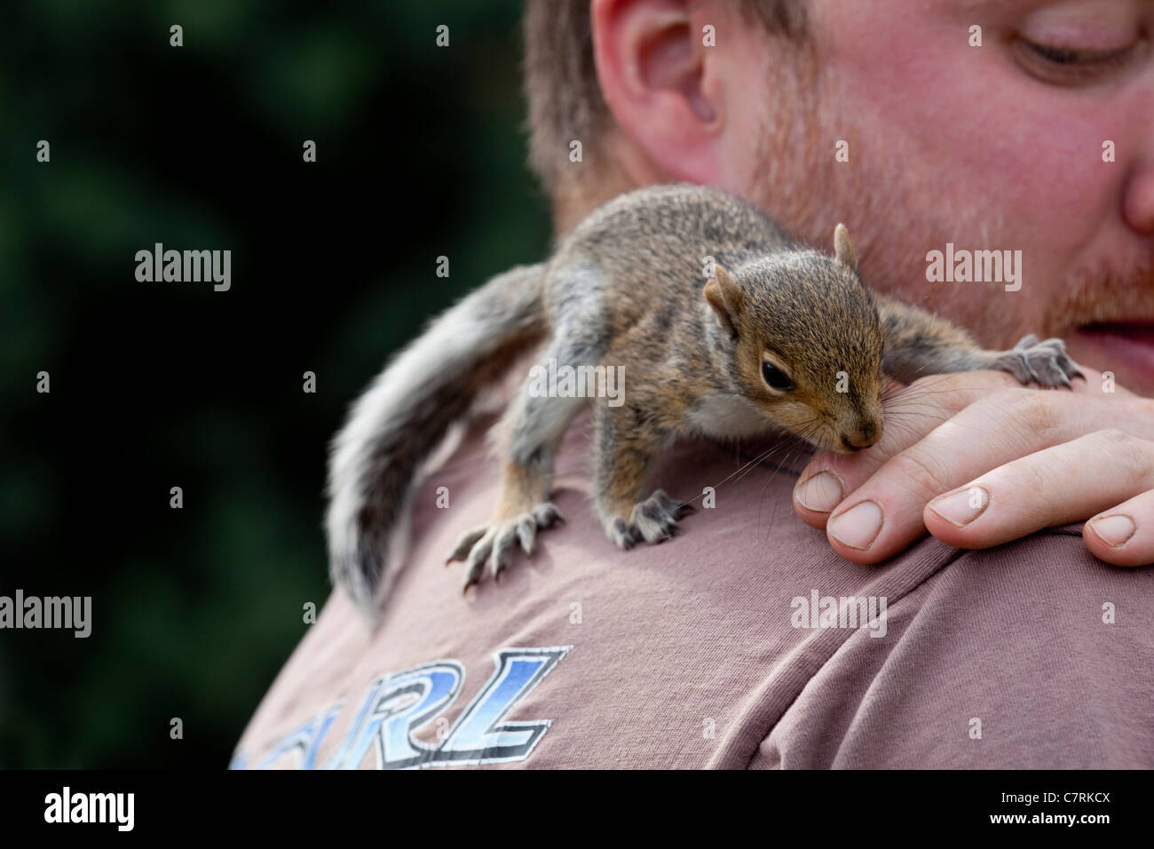 Grey Squirrel (Sciurus carolinensis). Juvenile animal being hand reared and tame. Stock Photo