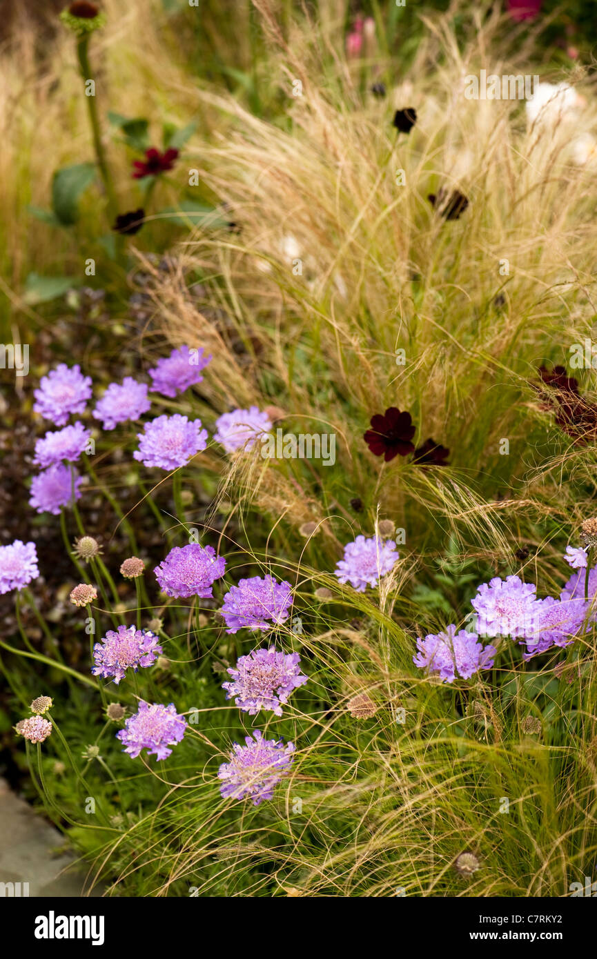 Scabiosa ‘Vivid Violet’, Pincushion Flower Stock Photo Alamy