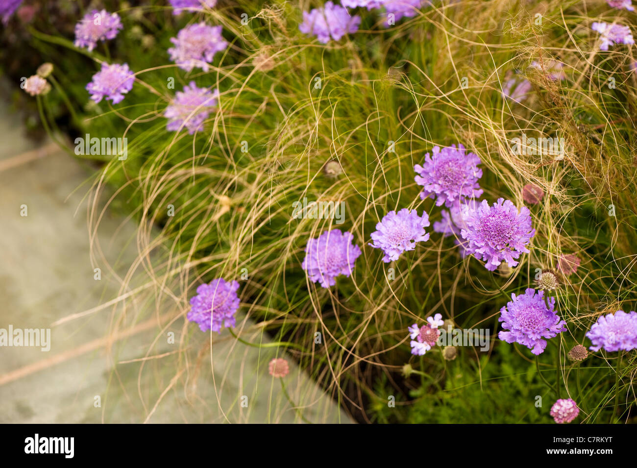 Scabiosa ‘Vivid Violet’, Pincushion Flower Stock Photo Alamy