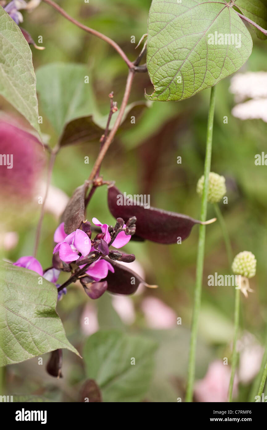 Lablab purpureus, Lablab or Hyacinth Bean Stock Photo
