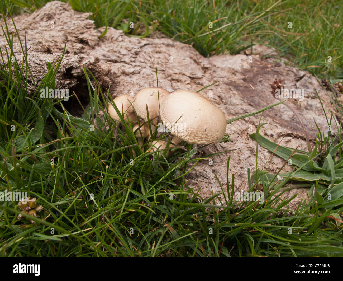 Wold mushrooms,Pirin National Park,Bulgaria Stock Photo