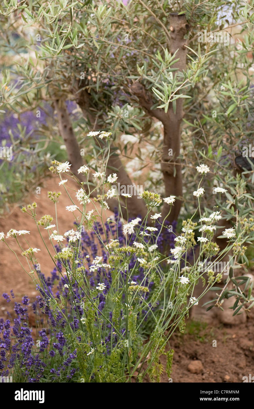 Orlaya grandiflora in the Lavender and Olive Grove, RHS Edible Garden at 2011 Hampton Court Palace Garden, UK Stock Photo