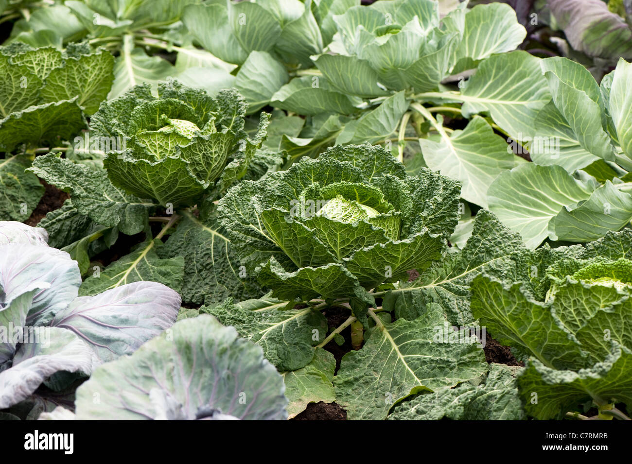 Cabbage 'Serpentine', Brassica oleracea capitata Stock Photo Alamy