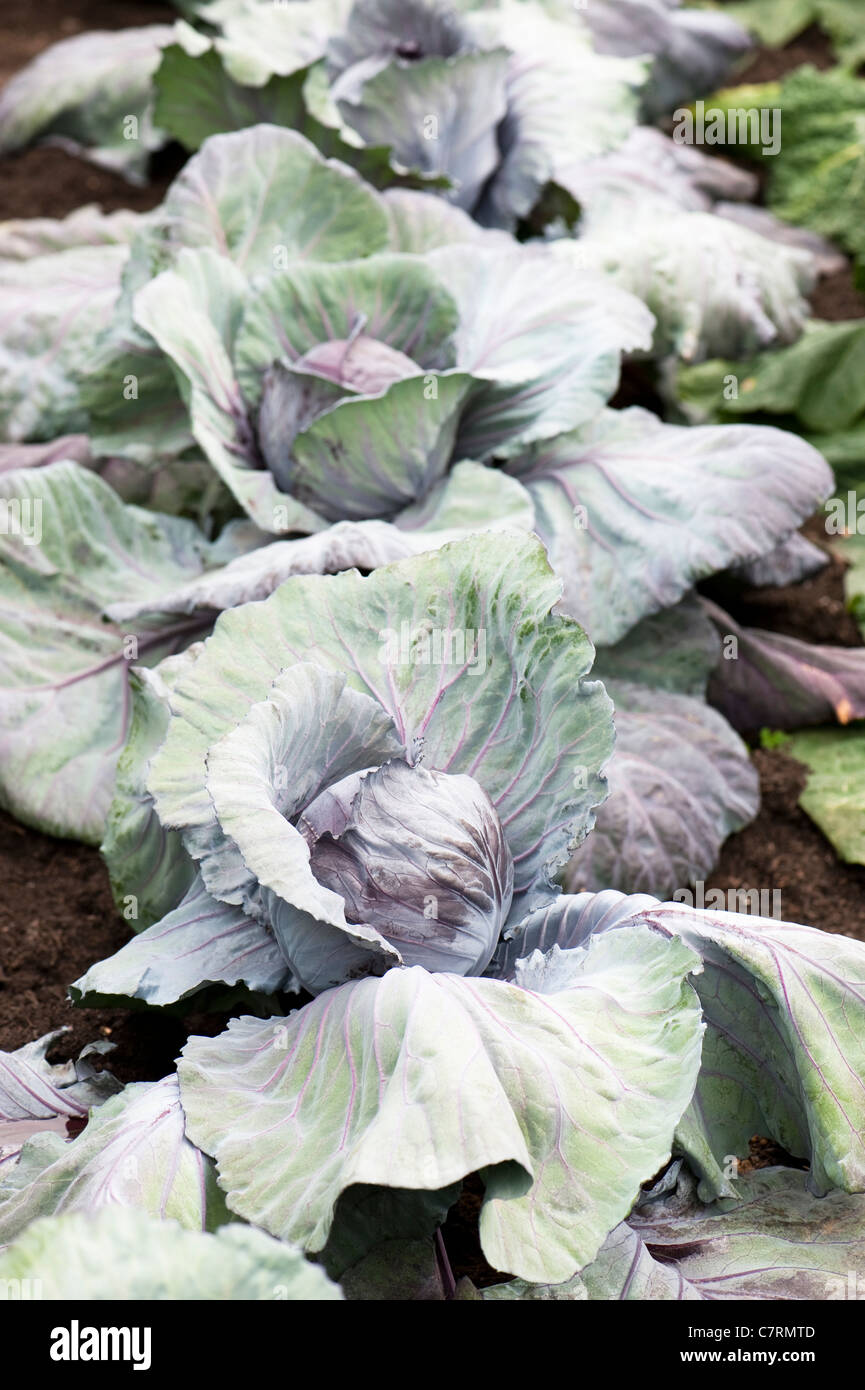 Drumhead cabbage hires stock photography and images Alamy