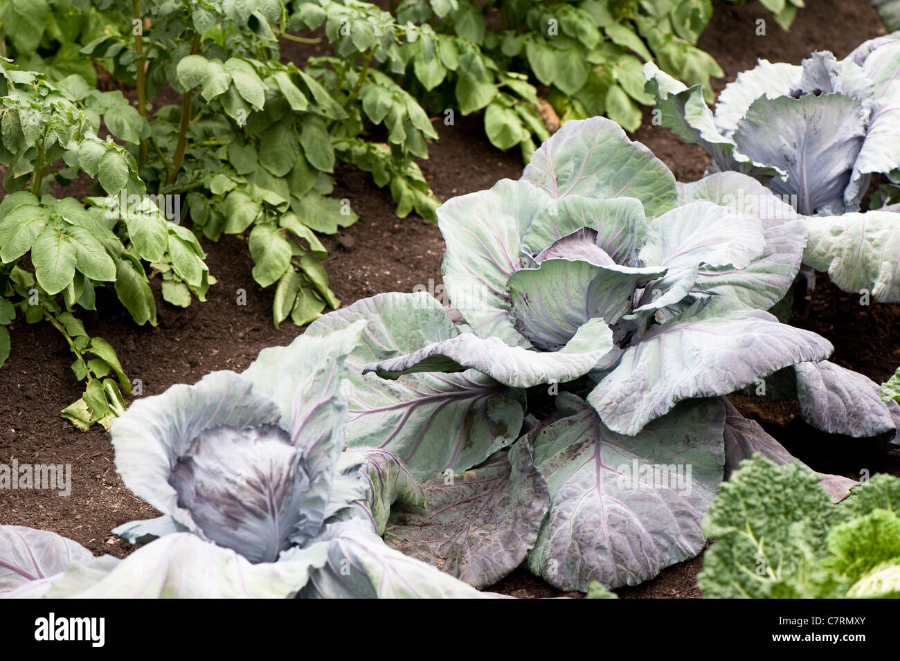 Drumhead cabbage hires stock photography and images Alamy