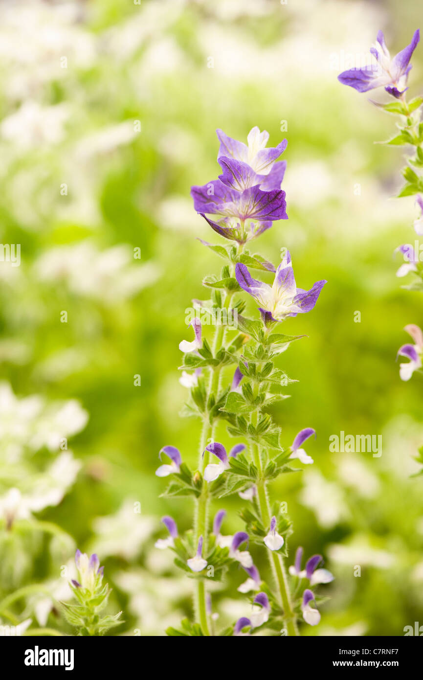 salvia-viridis-clary-sage-painted-sage-horminum-sage-stock-photo-alamy