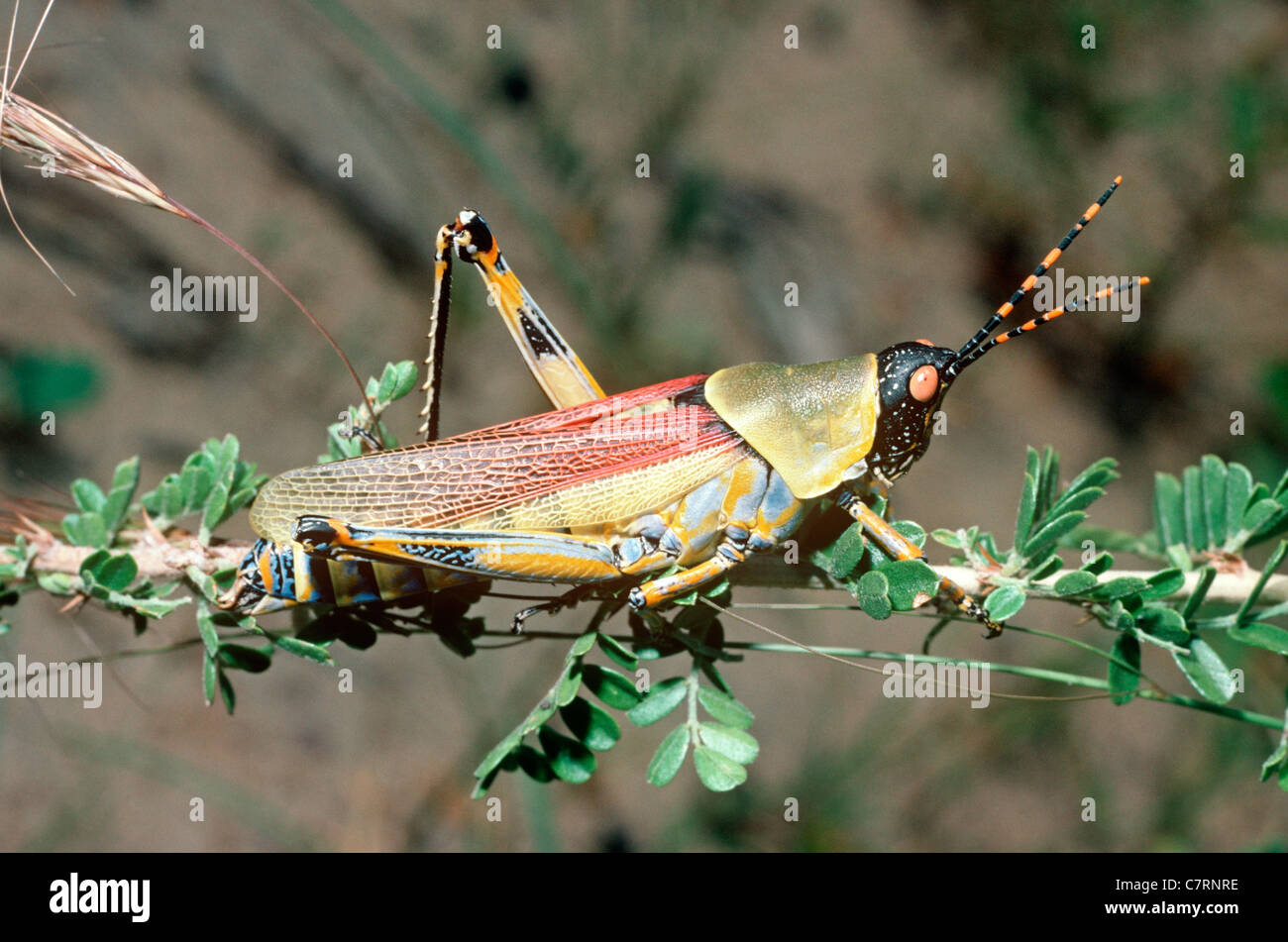 Warningly High Resolution Stock Photography and Images Alamy