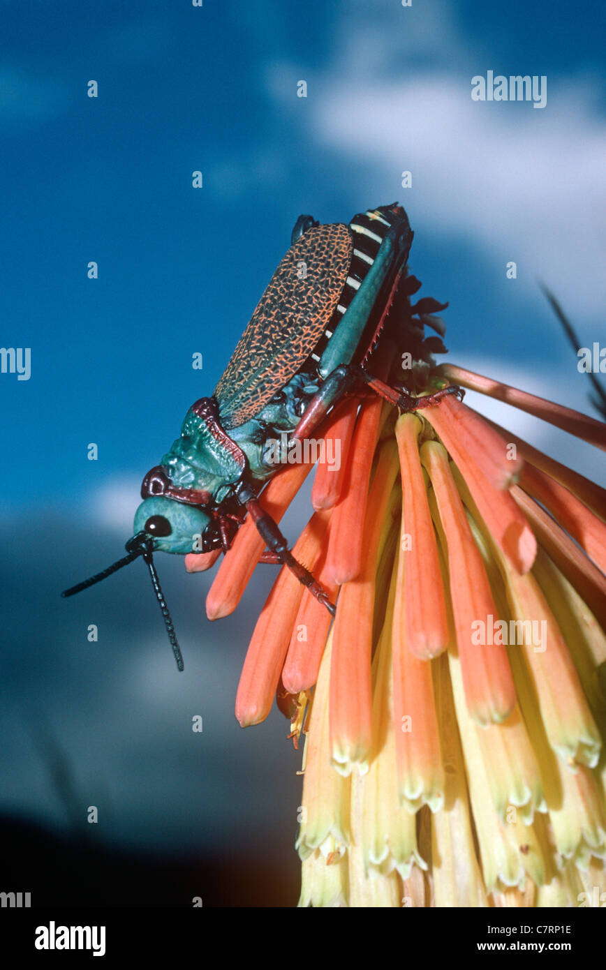 Blue Koppie foam grasshopper (Dictophorus spumans: Acrididae),a ...