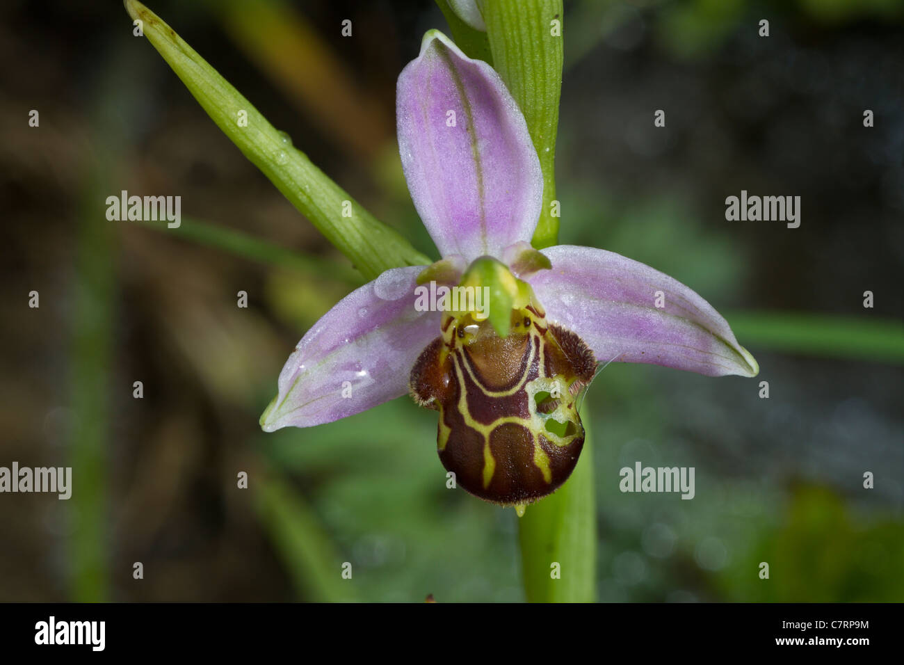 orchidee Stock Photo