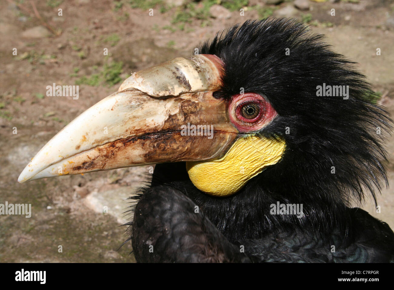 Wreathed Hornbill Rhyticeros undulatus, Java, Indonesia Stock Photo