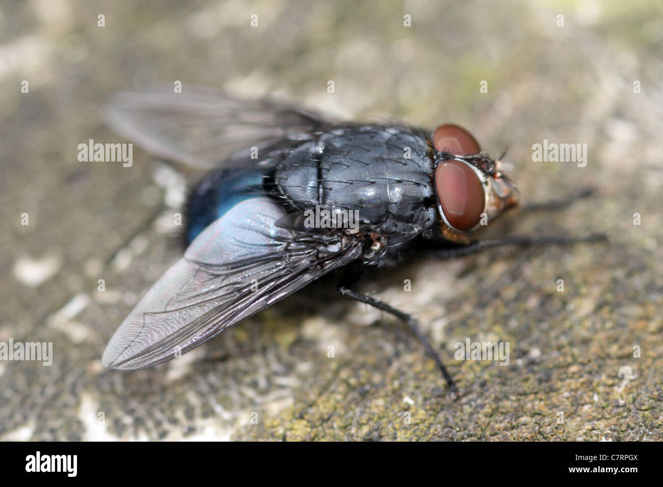 Blue Bottle Calliphora vomitoria Stock Photo