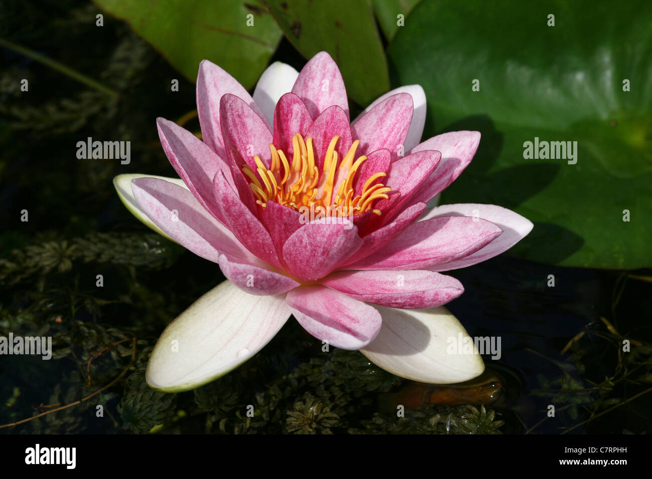 Pink Water Lily Nymphaea sp. Stock Photo