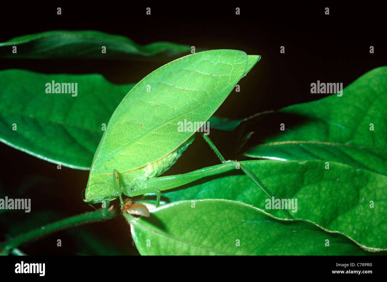 Bush-cricket / katydid (Phylloptera sp.: Tettigoniidae) resembling a leaf in rainforest, Brazil Stock Photo