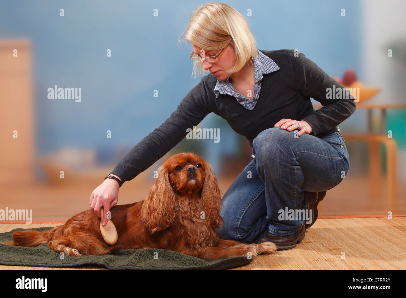 Woman brushing Cavalier King Charles Spaniel, ruby / brush Stock Photo