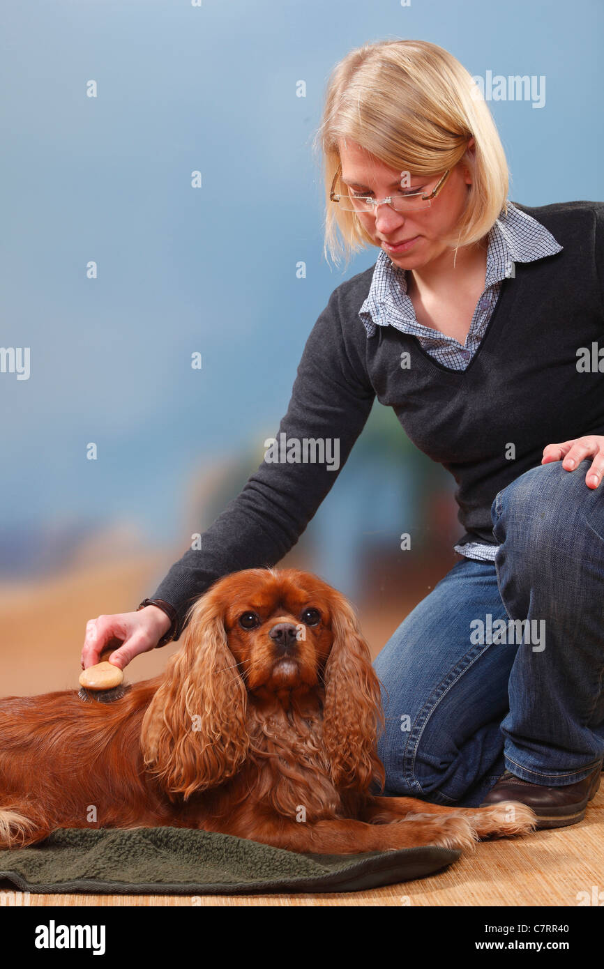 Woman brushing Cavalier King Charles Spaniel, ruby / brush Stock Photo
