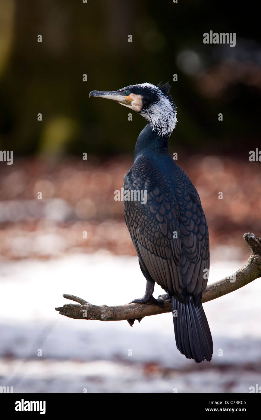 old cormorant eis europa europaeisch europaeischer fischer fischfresser fischjäger gefieder glänzend great ice jäger kalt phalac Stock Photo