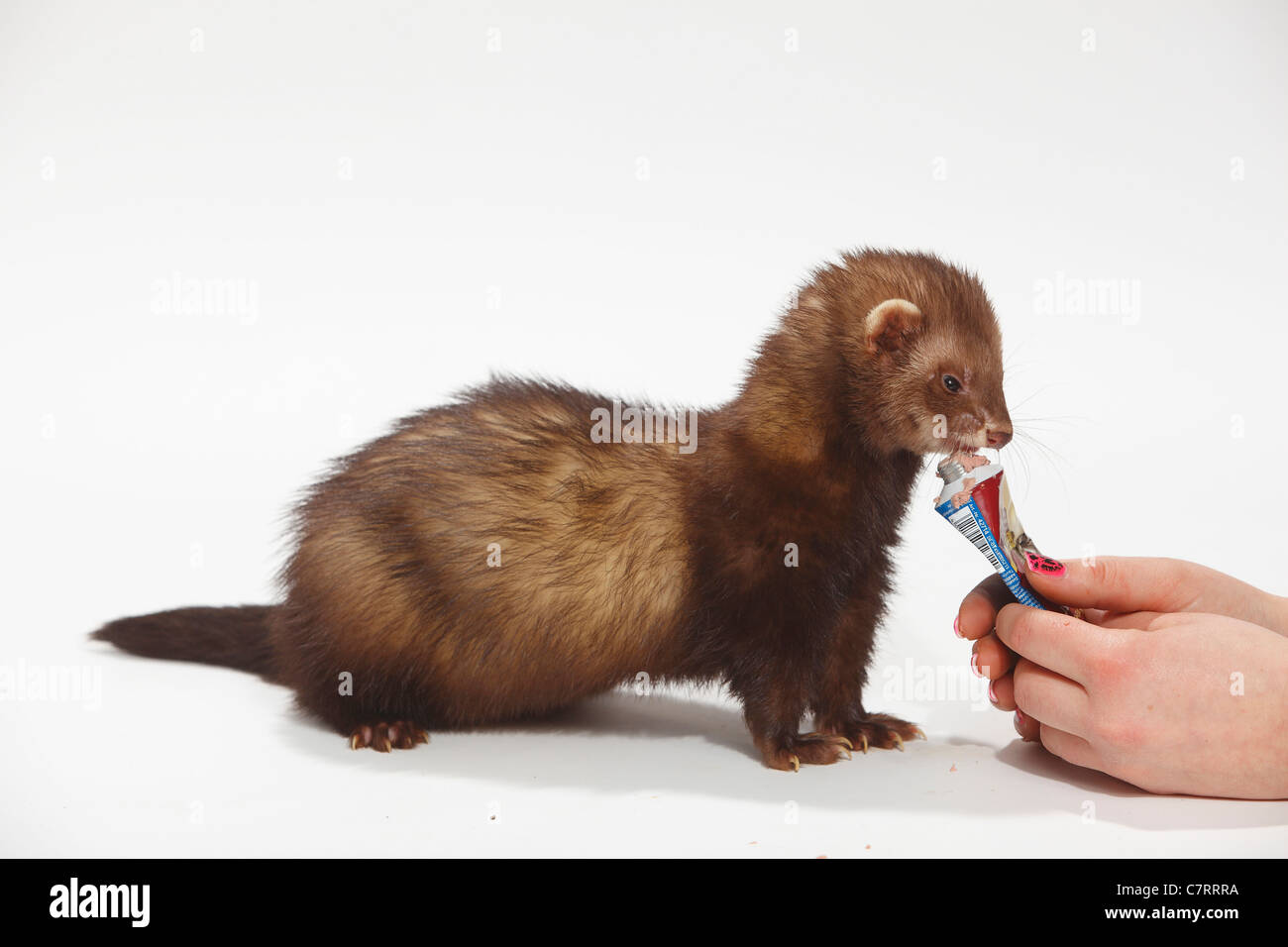 Ferret eating liverwurst from tube / (Mustela putorius forma domestica