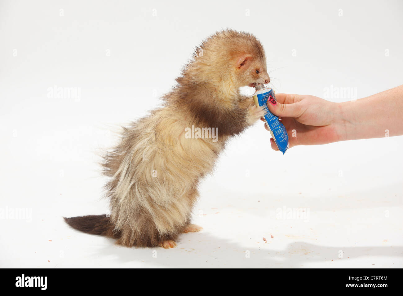 Ferret eating liverwurst from tube / (Mustela putorius forma domestica