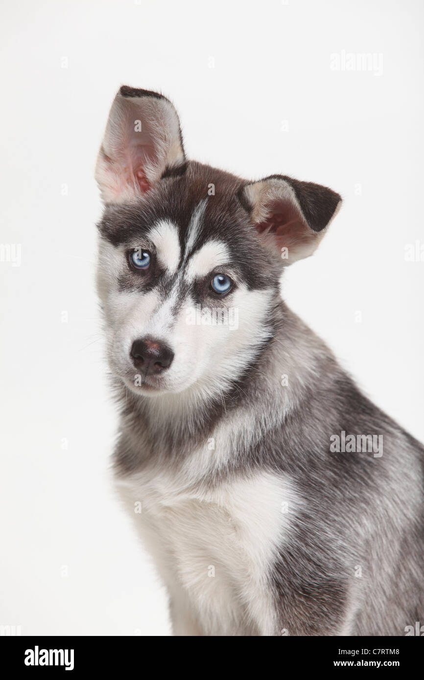 11 week old husky puppy
