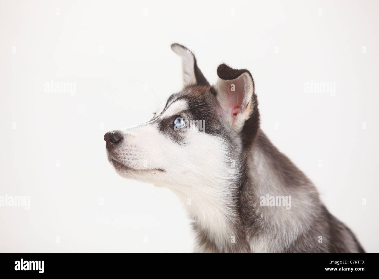 Siberian Husky, puppy, 11 weeks / side, profile Stock Photo - Alamy