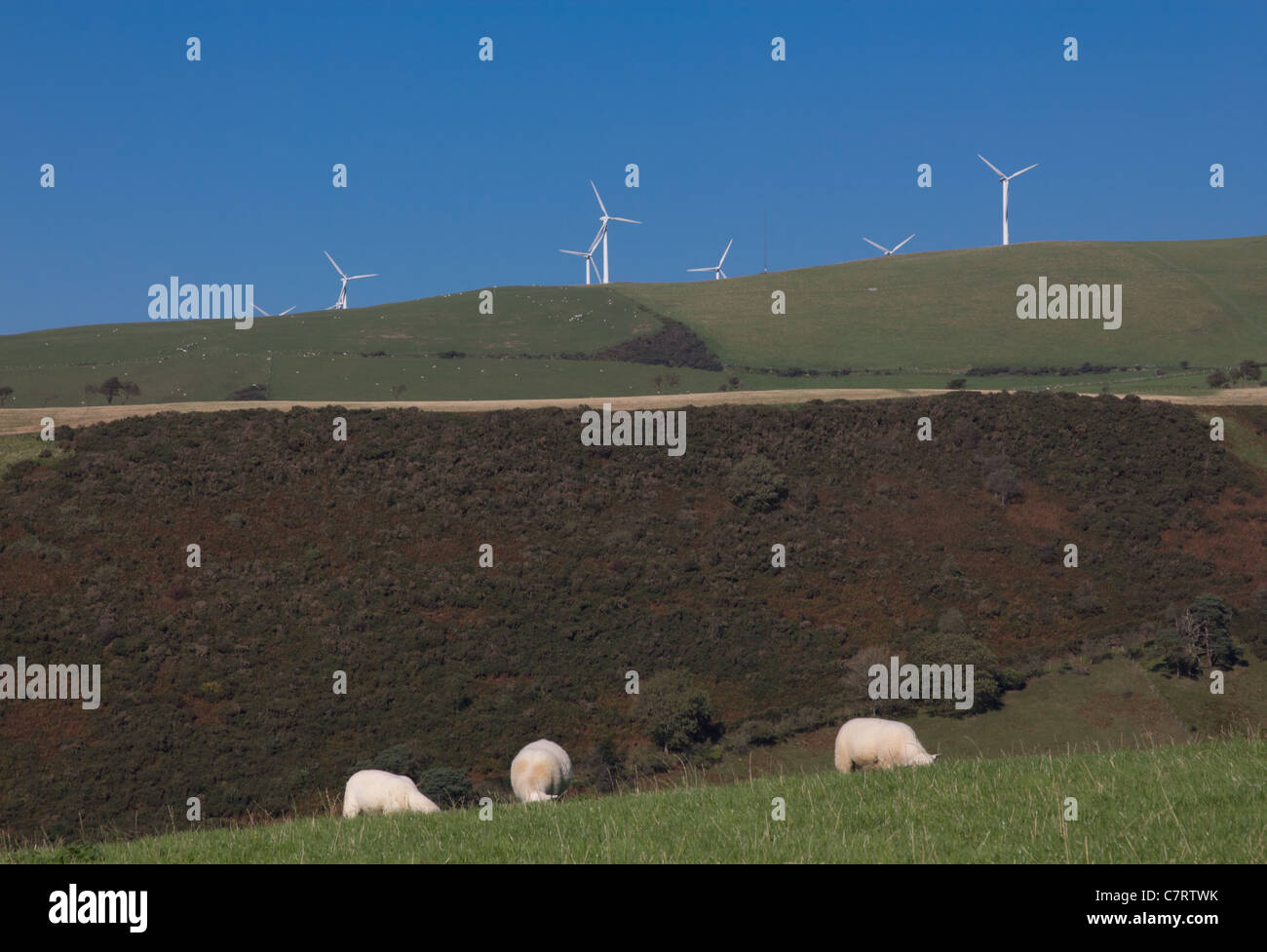 Mynydd Gorddu windfarm with sheep grazing in the foreground Stock Photo