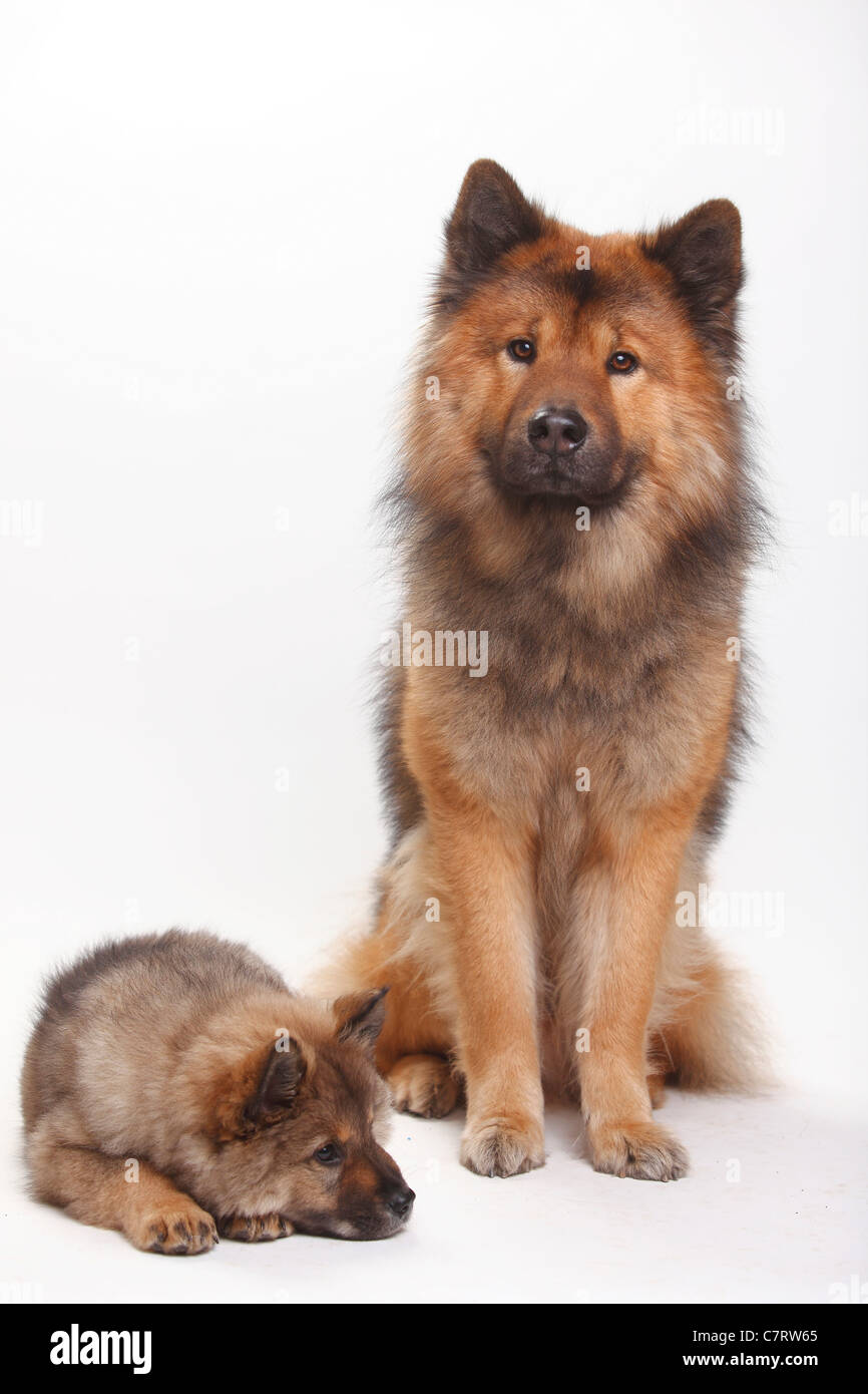 Eurasier with puppy, 10 weeks Stock Photo