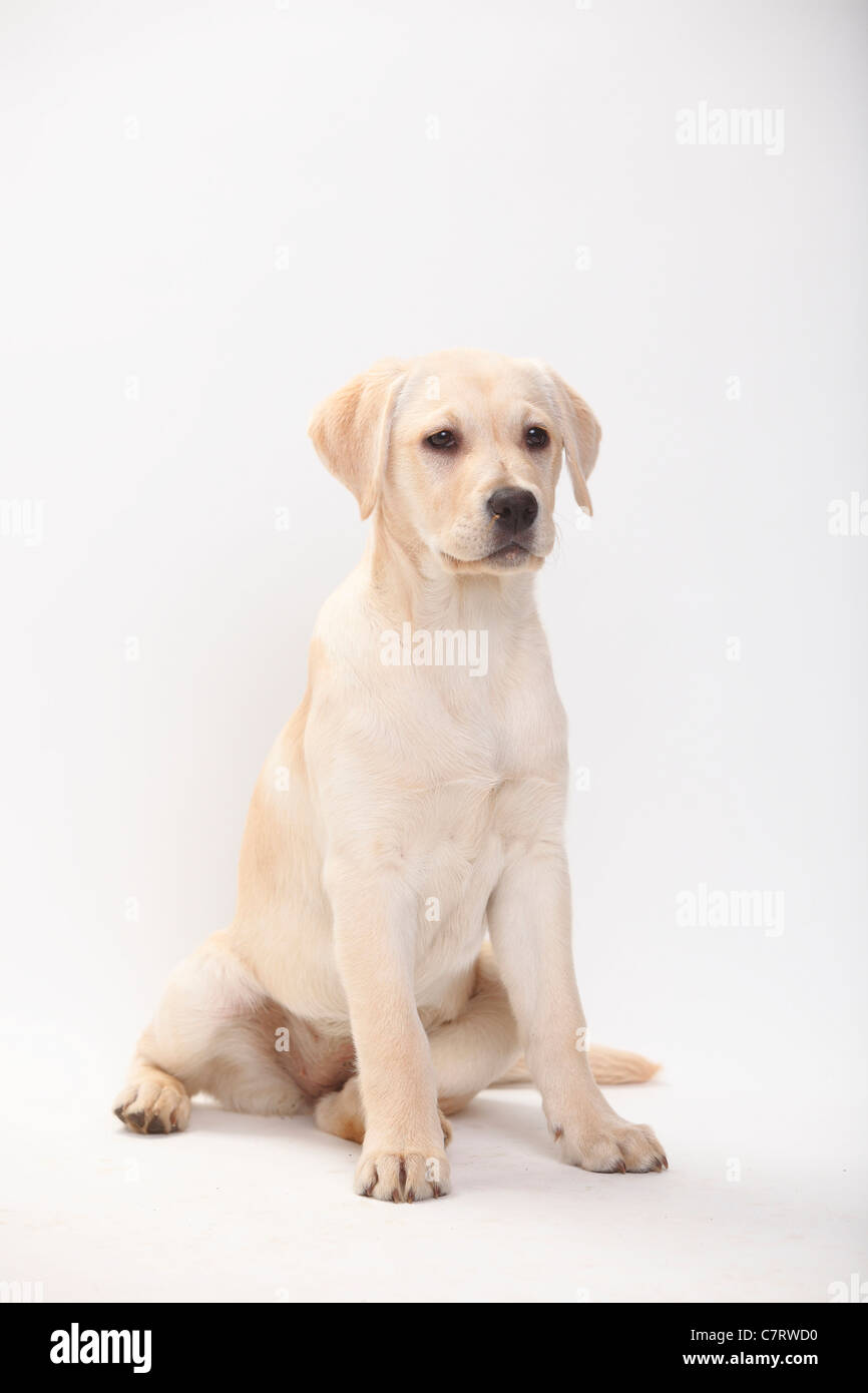 Labrador Retriever, puppy, 13 weeks Stock Photo - Alamy