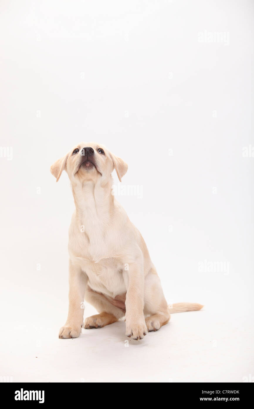 Labrador Retriever, puppy, 13 weeks Stock Photo Alamy