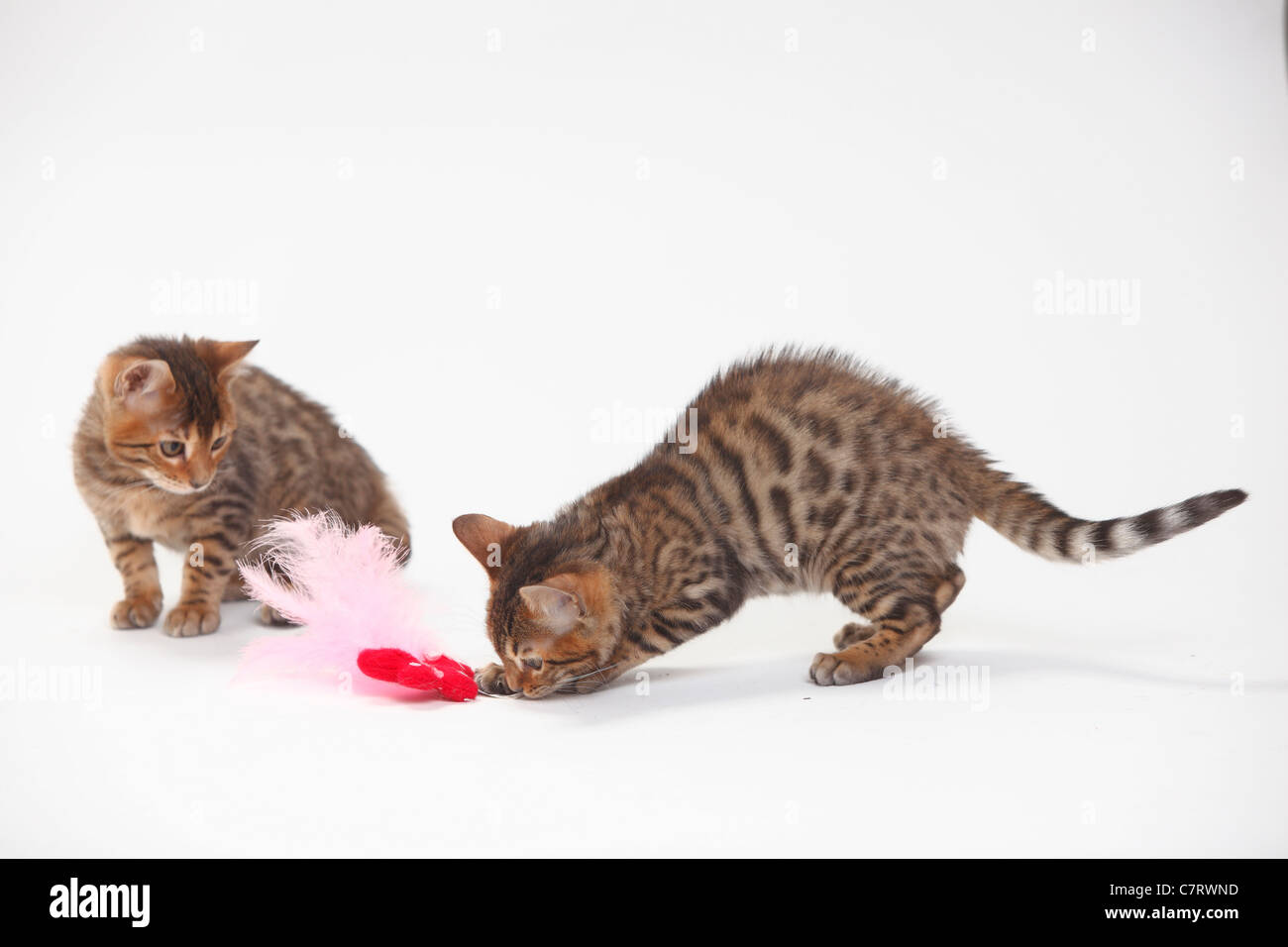Bengal Cats, kittens, 8 weeks / toy Stock Photo