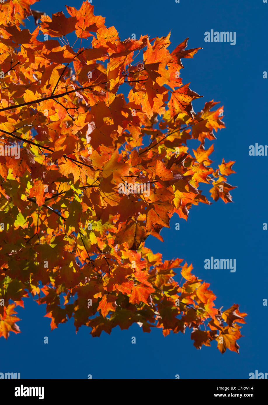 Maple Tree in Autumn Stock Photo - Alamy