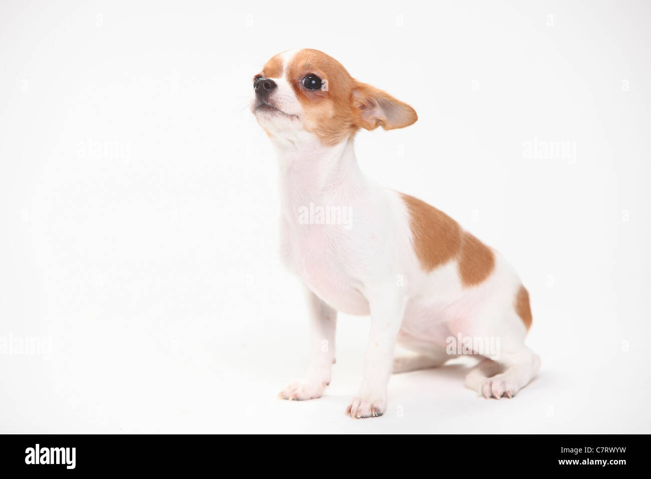 Chihuahua Puppy Smooth Haired 3 1 2 Months Stock Photo