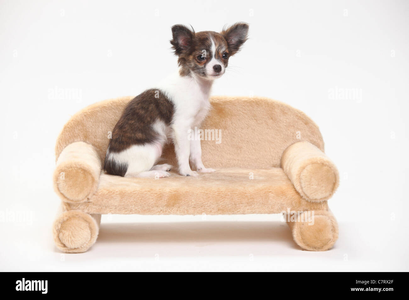 Chihuahua Puppy Longhaired 3 1 2 Months Side Stock Photo