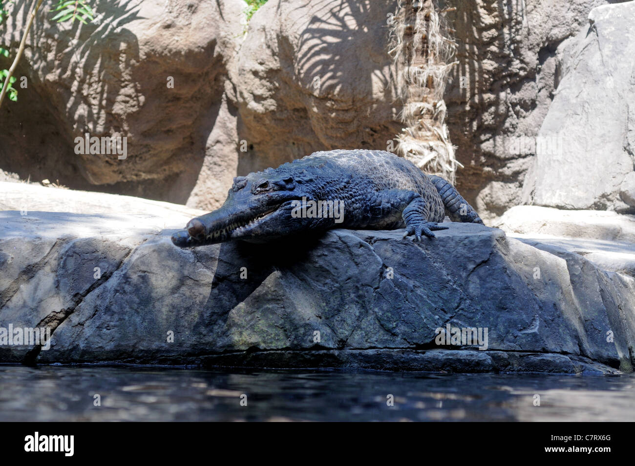 Gavial Crocodile (Gavialis gangeticus), Fuengirola Zoo (Bioparc), Fuengirola, Costa del Sol, Andalucia, Spain, Western Europe. Stock Photo