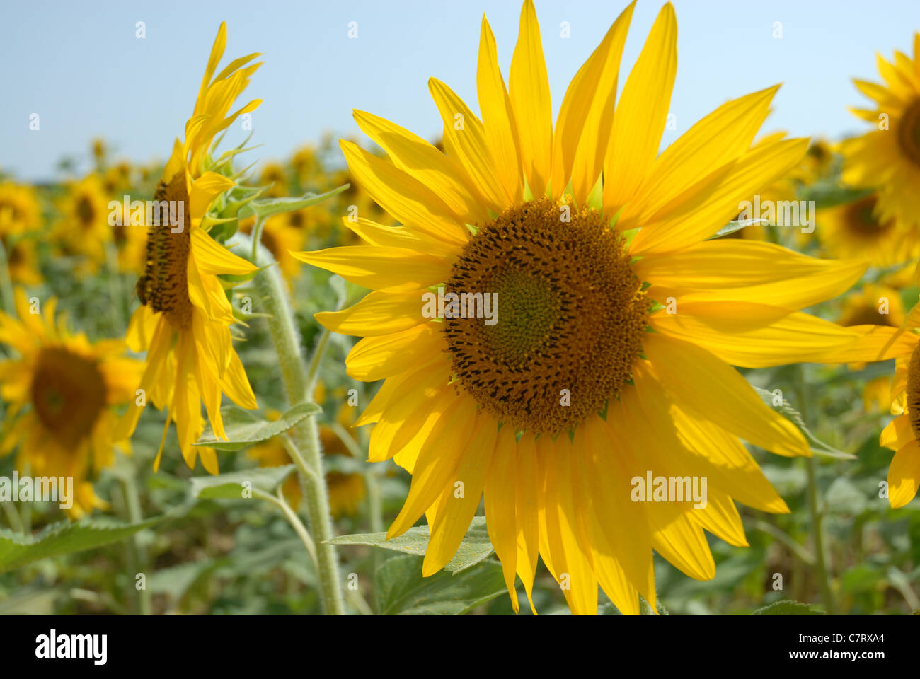 Field of Sunflowers in Tuscany, Italy Stock Photo - Alamy