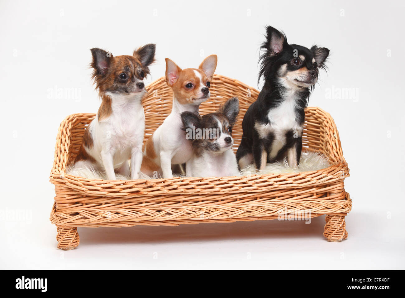 Chihuahuas And Puppies 3 1 2 Months Longhaired And Smooth Haired