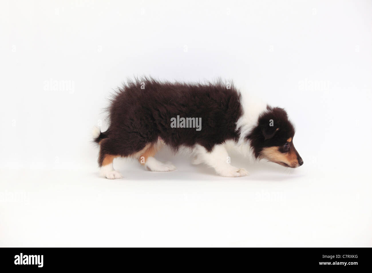 Rough Collie, puppy, tricolour, 8 weeks / side Stock Photo - Alamy