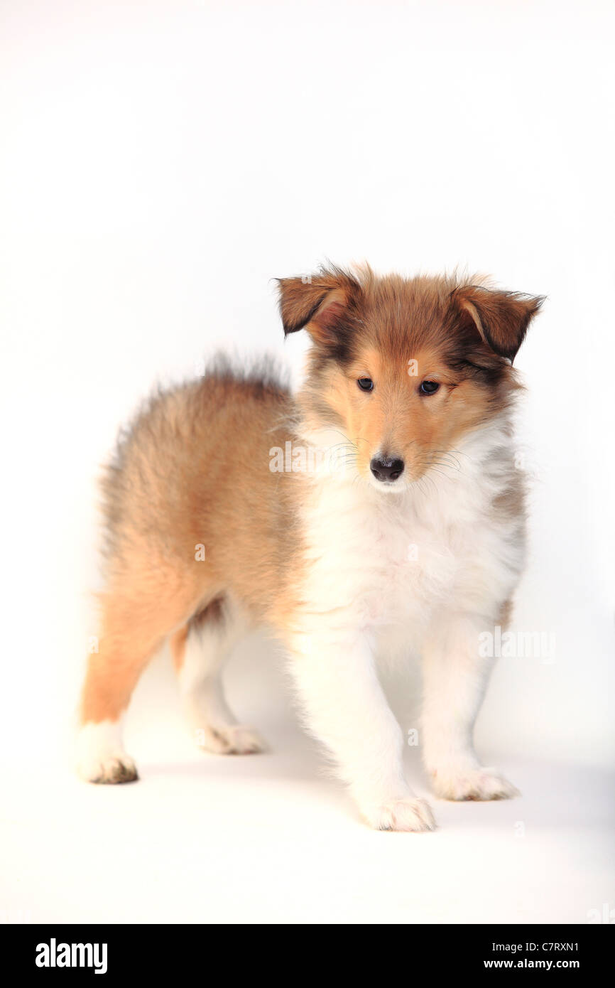 Rough Collie, puppy, sable-white, 8 weeks Stock Photo