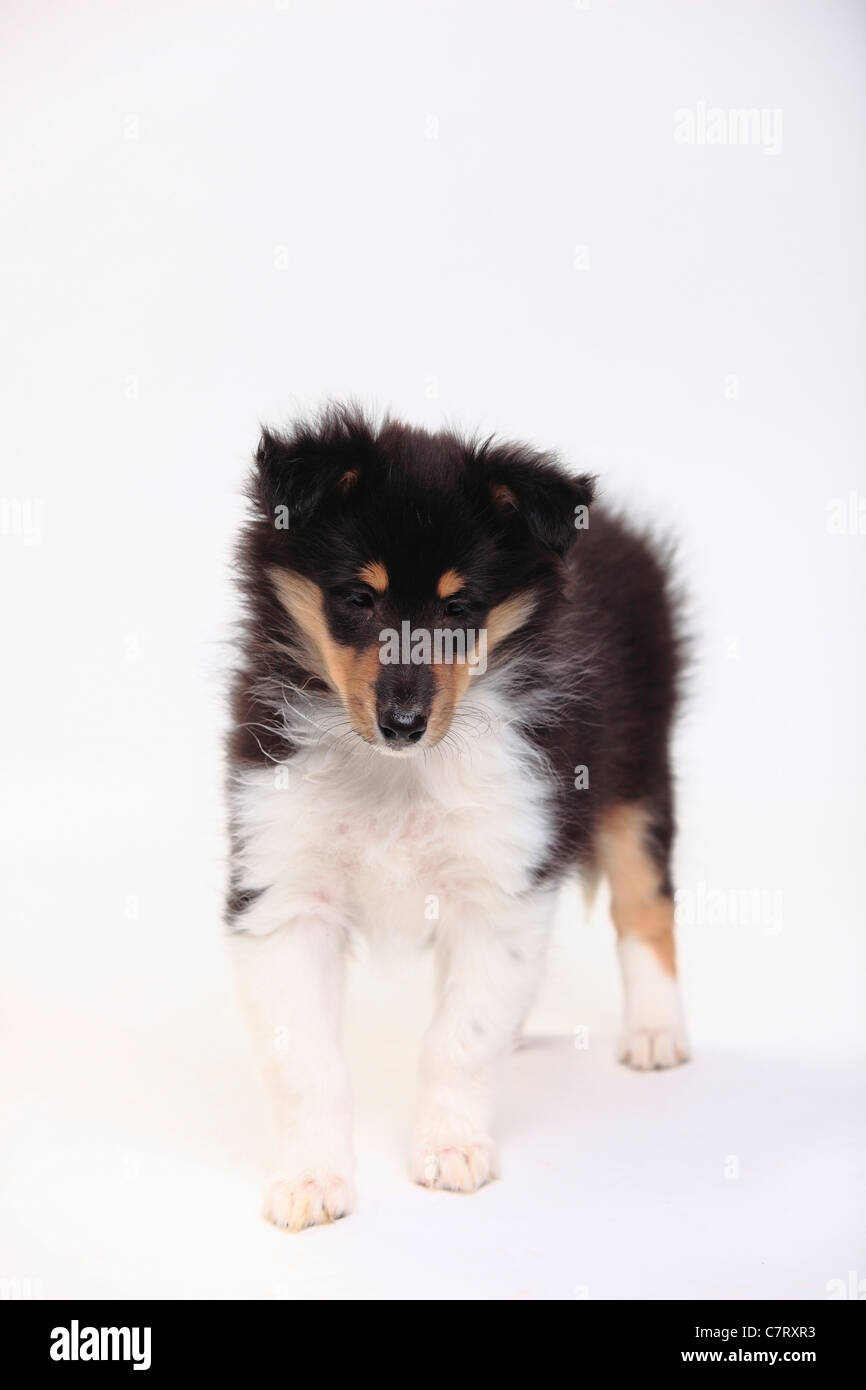 Rough collie puppy hi-res stock photography and images - Alamy