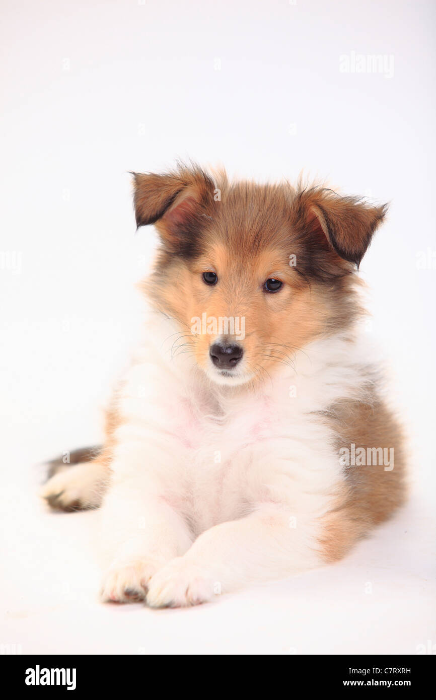 Rough Collie, puppy, sable-white, 8 weeks Stock Photo - Alamy