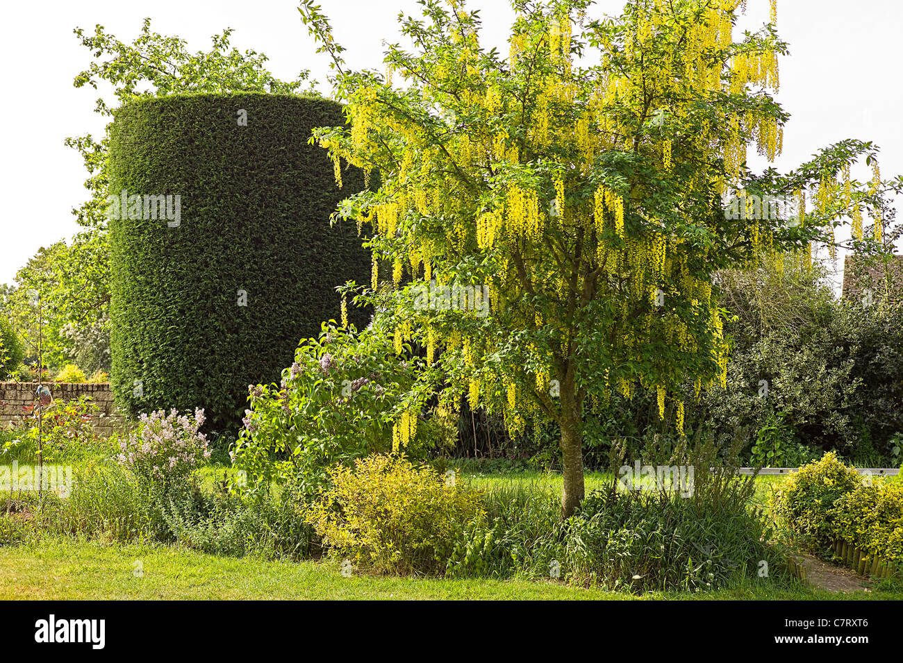 Spring garden with shaped specimen conifer and Laburnum tree in flower in May Stock Photo