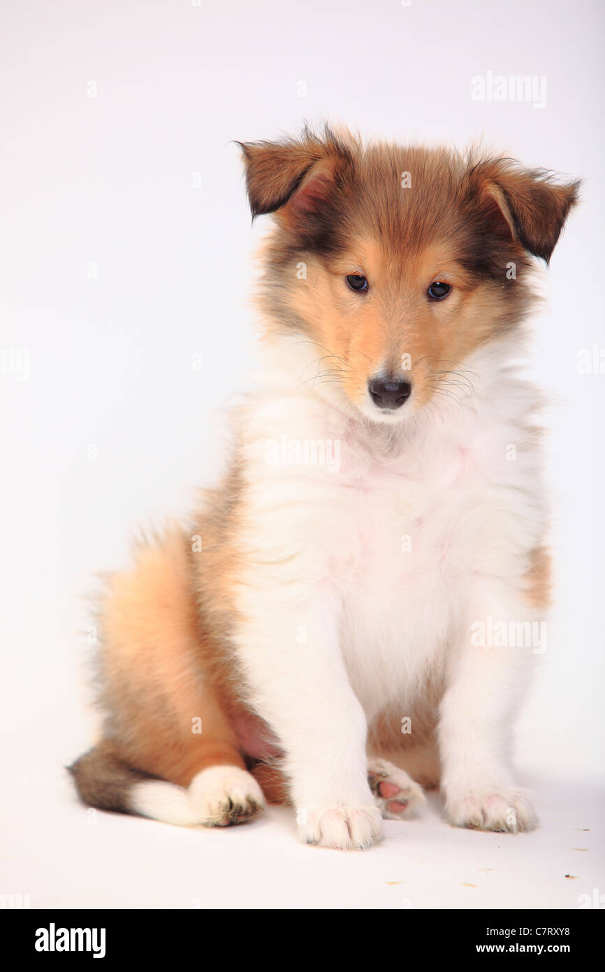 Rough Collie, puppy, sable-white, 8 weeks Stock Photo - Alamy