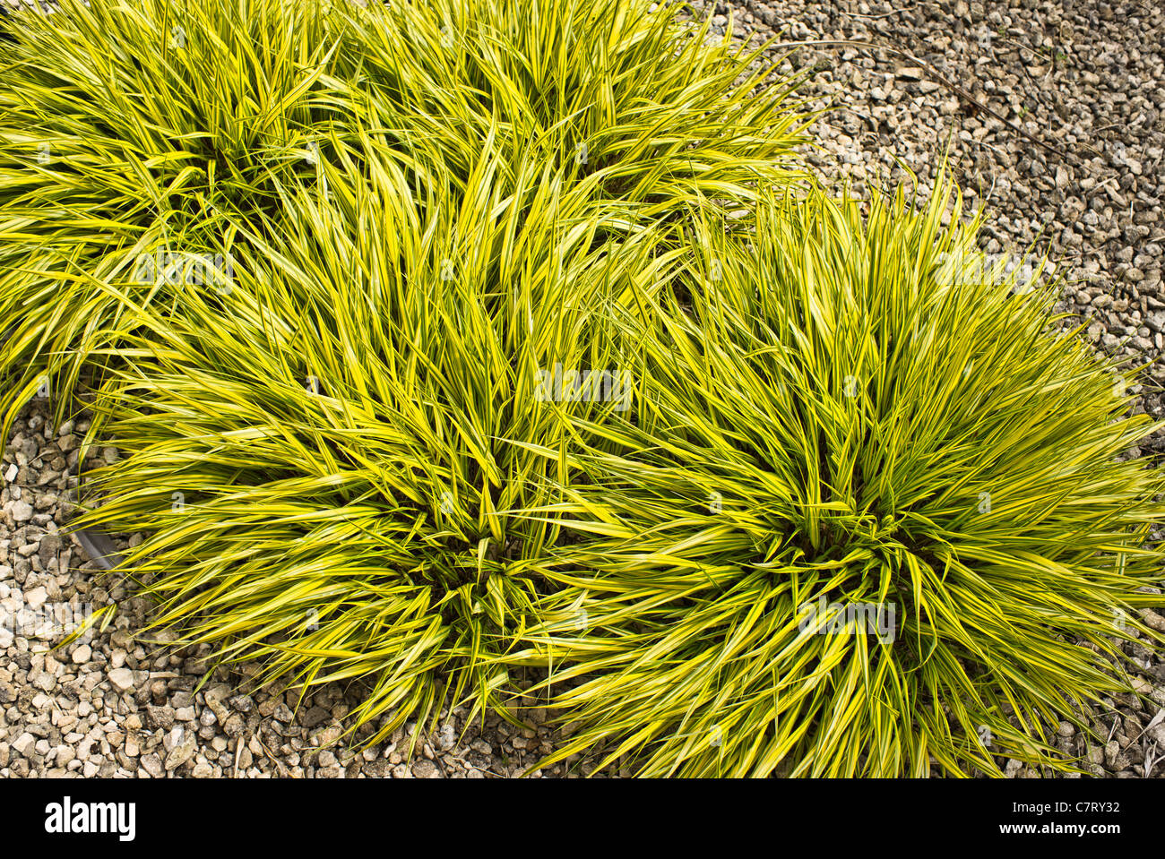 Ornamental grasses growing in the West Country UK Stock Photo