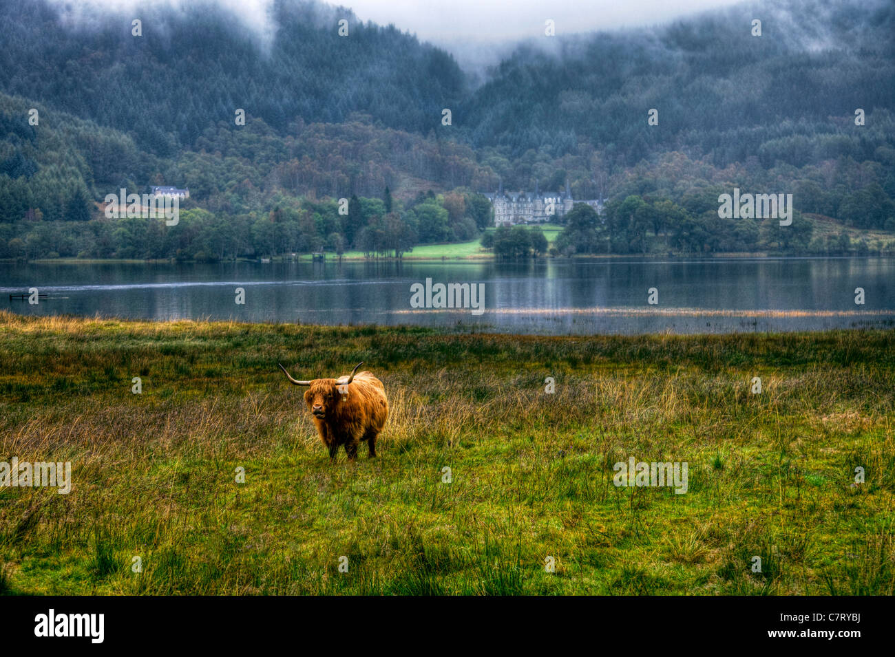 Iconic highland long horn cow in front of Loch Arklet Trossachs, Scotland, Scottish symbol Stock Photo