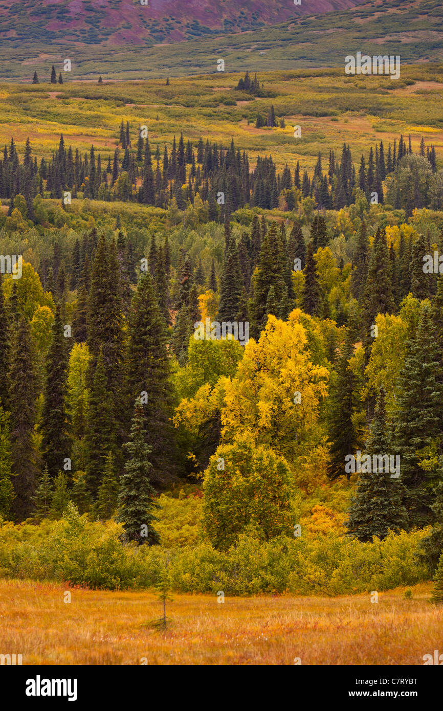 ALASKA, USA - Landscape and forest near Petersville Road. Stock Photo